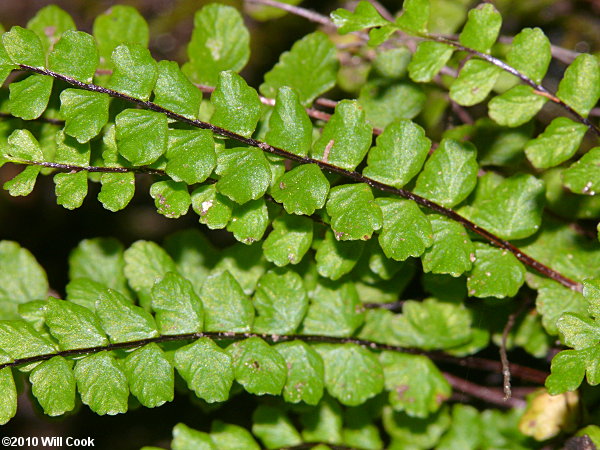 Maidenhair Spleenwort (Asplenium trichomanes)