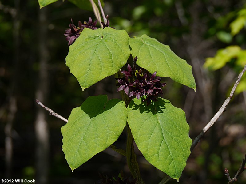 Deceptive Spinypod (Matelea decipiens)