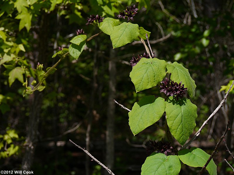 Deceptive Spinypod (Matelea decipiens)