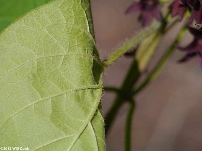 Deceptive Spinypod (Matelea decipiens)