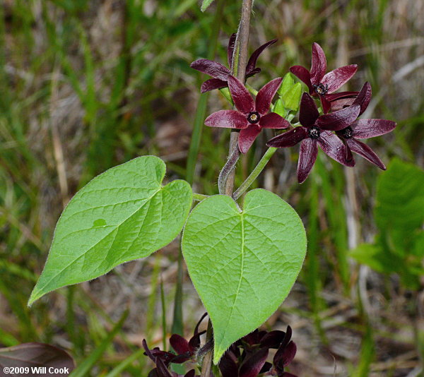 Deceptive Spinypod (Matelea decipiens)