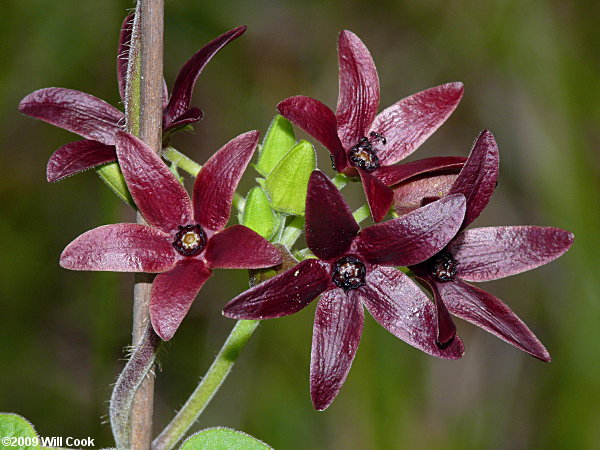 Deceptive Spinypod (Matelea decipiens)