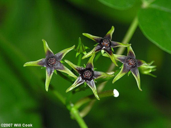 Matelea gonocarpos (Milkvine)