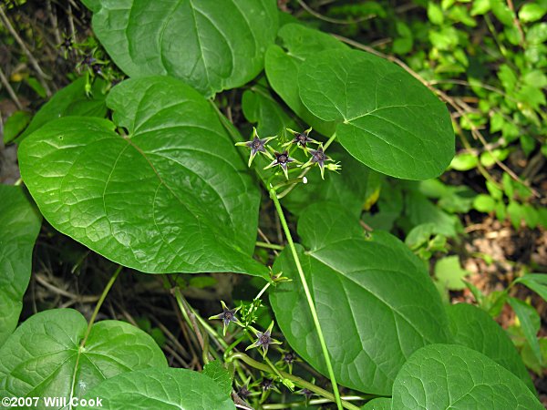 Matelea gonocarpos (Milkvine)