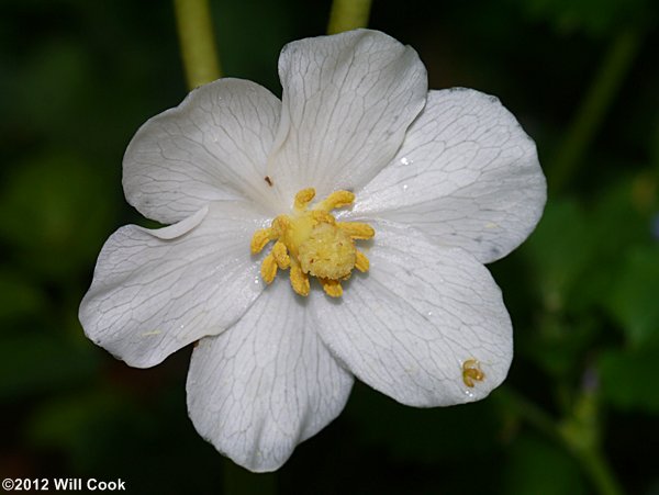 Mayapple - Podophyllum peltatum