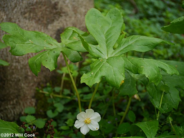 Mayapple - Podophyllum peltatum