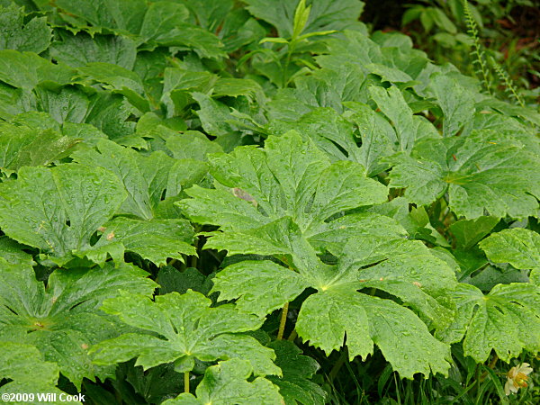 Mayapple - Podophyllum peltatum