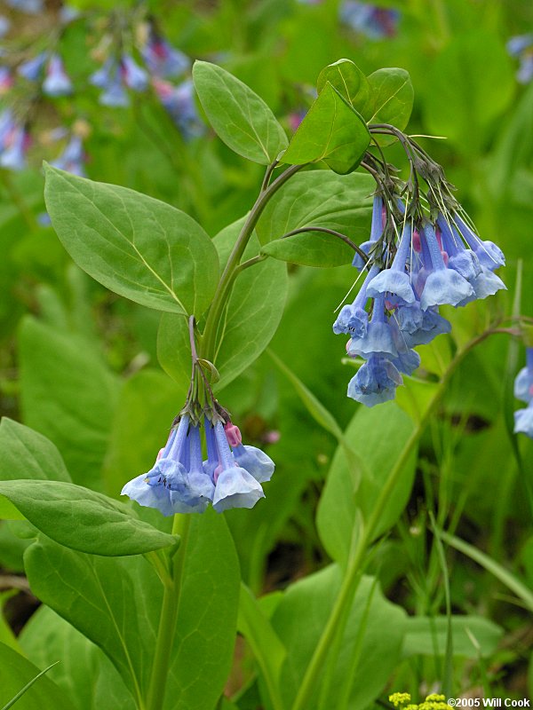 Virginia Bluebells (Mertensia virginica)