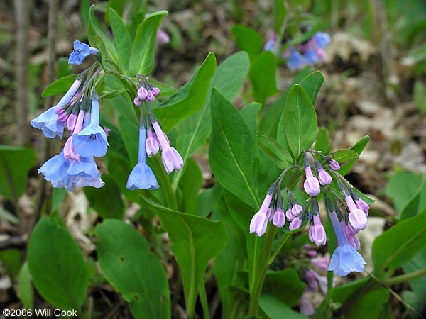 Virginia Bluebells (Mertensia virginica)