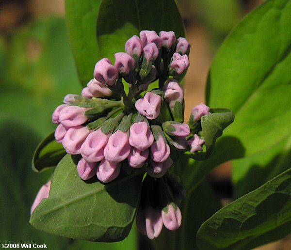 Virginia Bluebells (Mertensia virginica)