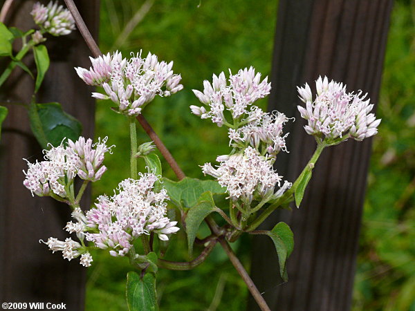 Mikania scandens (Climbing Hempvine)