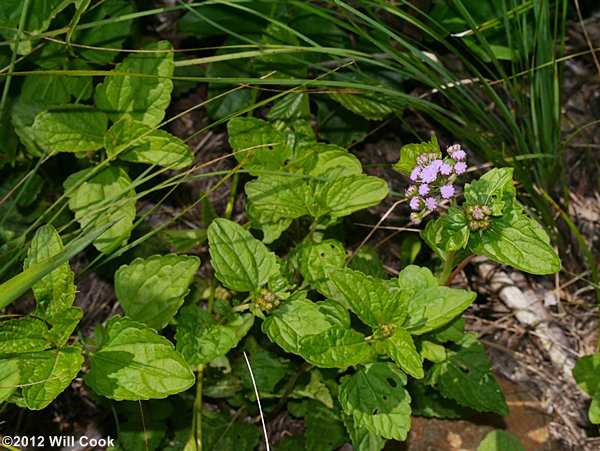 Mistflower (Conoclinium coelestinum)