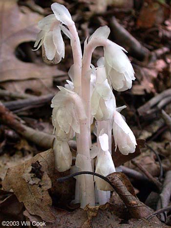 Monotropa uniflora (Indianpipe)