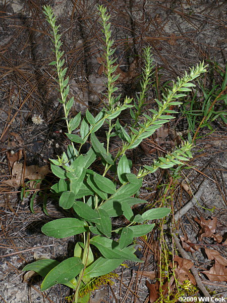 Onosmodium virginianum (Virginia Marbleseed)