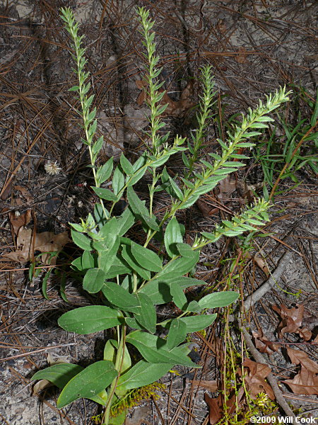 Onosmodium virginianum (Virginia Marbleseed)