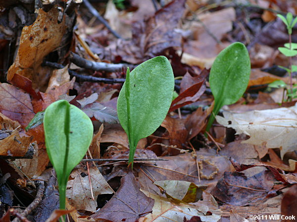 Ophioglossum pycnostichum (Southern Adder's-tongue)