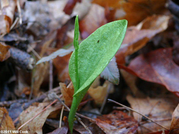 Ophioglossum pycnostichum (Southern Adder's-tongue)