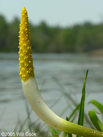 Orontium aquaticum (Golden Club)