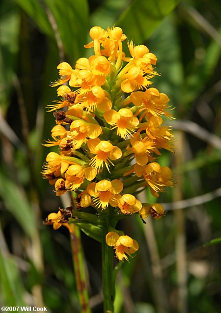 Platanthera integra (Yellow Fringeless Orchid)