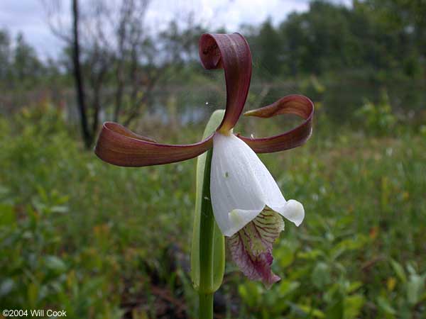 Cleistes divaricata (Rosebud Orchid)