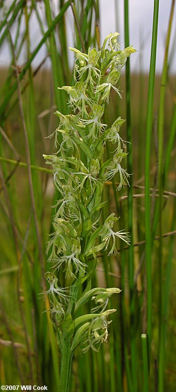 Platanthera lacera (Green Fringed Orchid)