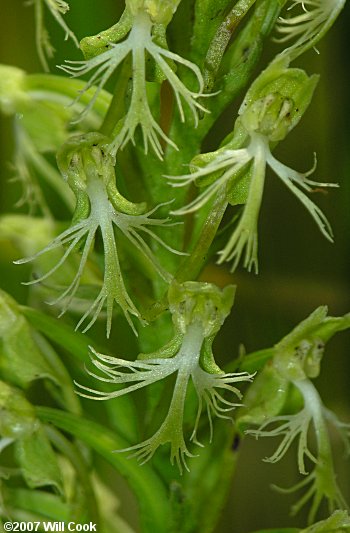 Platanthera lacera (Green Fringed Orchid)