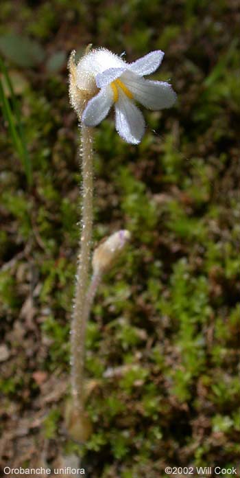 One-flowered Broomrape (Orobanche uniflora)