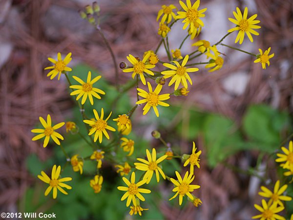 Golden Ragwort (Packera aurea)