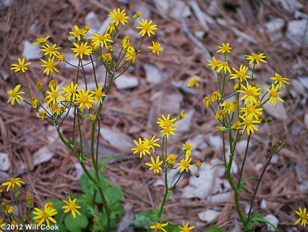 Golden Ragwort (Packera aurea)