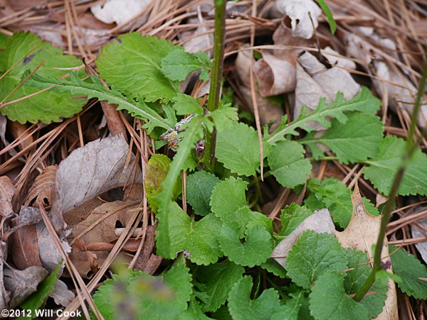 Golden Ragwort (Packera aurea)