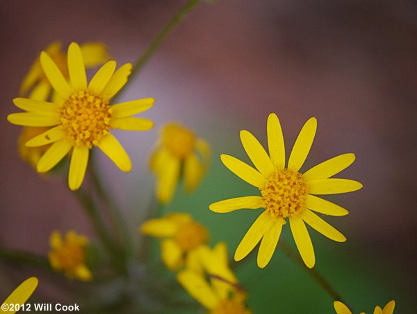 Golden Ragwort (Packera aurea)