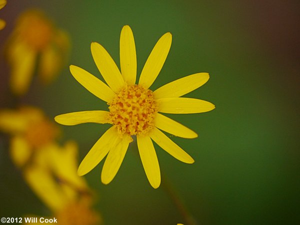 Golden Ragwort (Packera aurea)