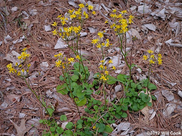 Golden Ragwort (Packera aurea)