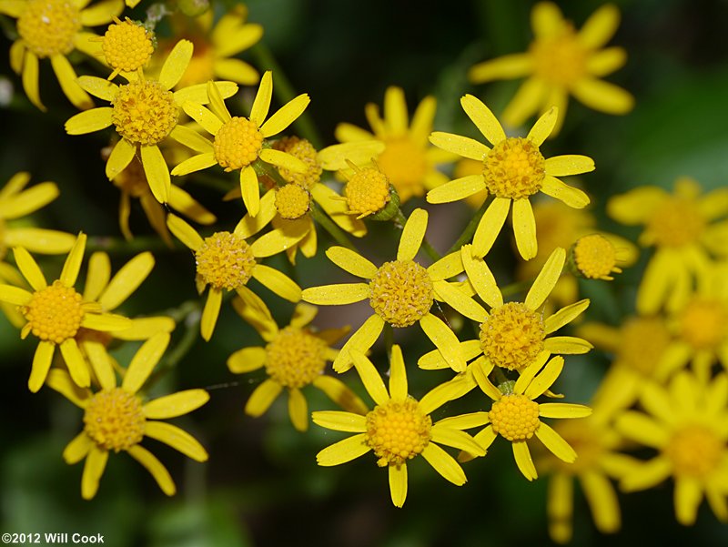 Roundleaf Ragwort (Packera obovata)