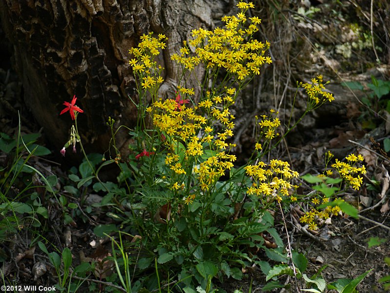 Roundleaf Ragwort (Packera obovata)