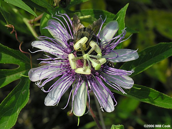 Passiflora incarnata (Purple Passionflower)