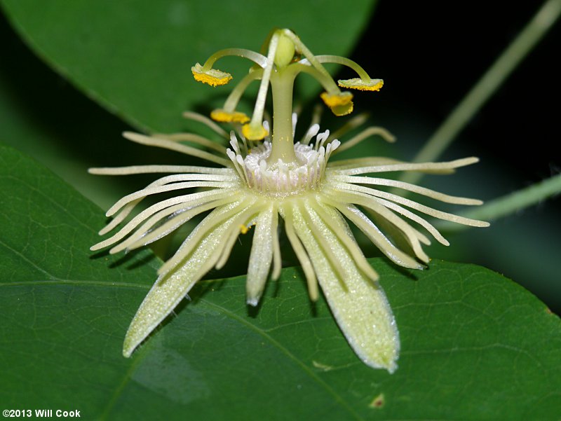 Passiflora lutea (Yellow Passionflower)