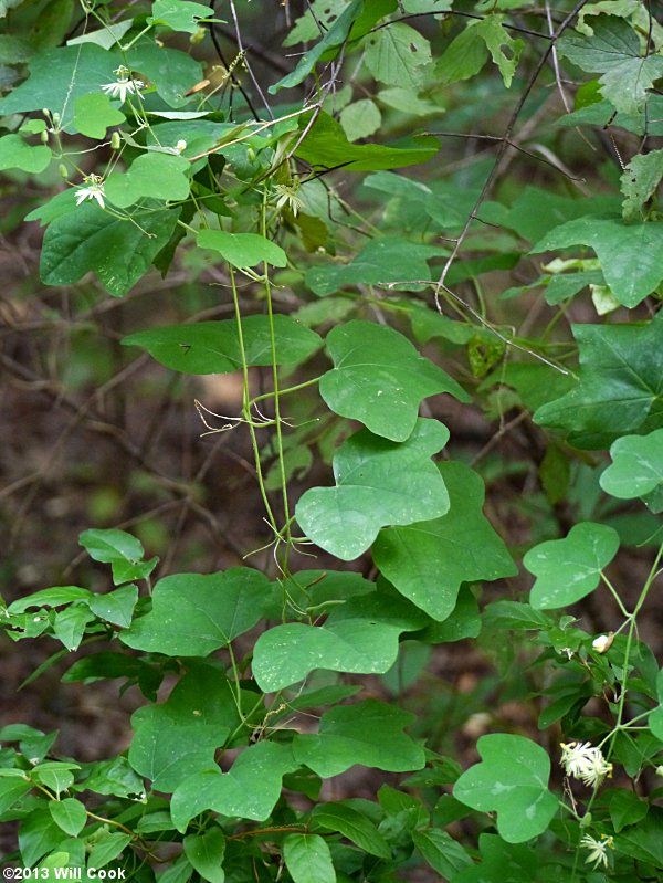 Passiflora lutea (Yellow Passionflower)