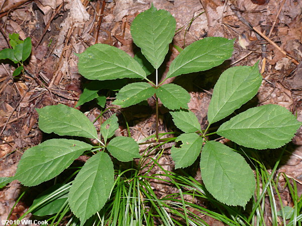 American Ginseng (Panax quinquefolius)