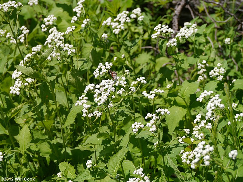 Glade Wild Quinine (Parthenium auriculatum)