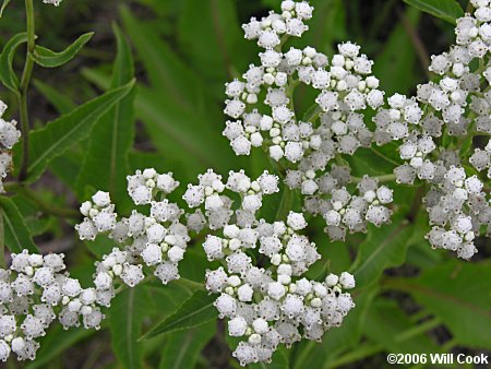 Parthenium integrifolium (Common Wild Quinine)