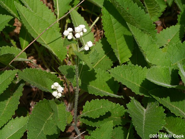 Glade Wild Quinine (Parthenium auriculatum)