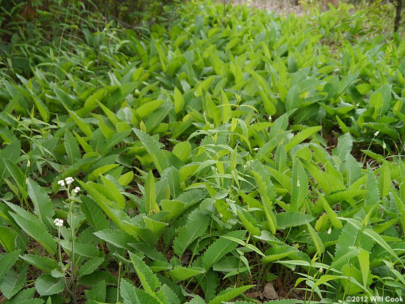 Glade Wild Quinine (Parthenium auriculatum)