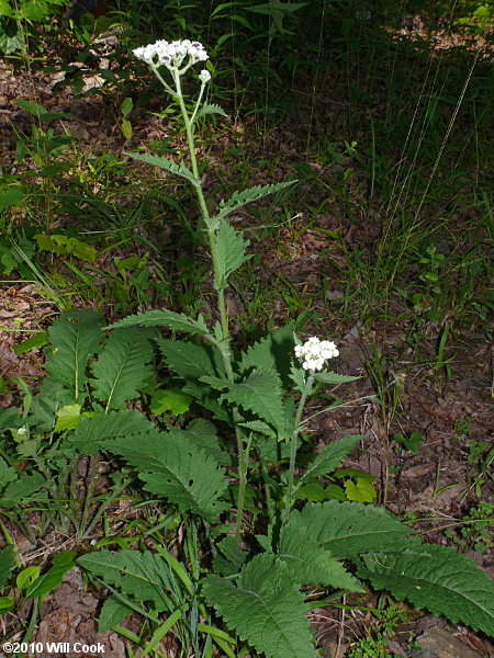 Glade Wild Quinine (Parthenium auriculatum)