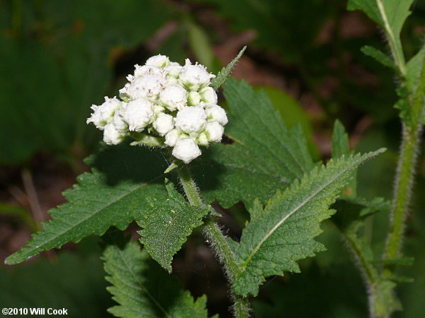 Glade Wild Quinine (Parthenium auriculatum)