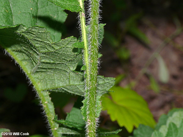 Glade Wild Quinine (Parthenium auriculatum)