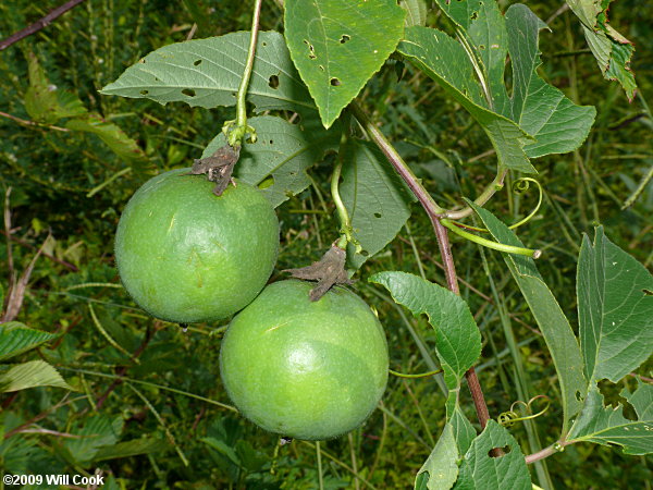 Passiflora incarnata (Purple Passionflower)