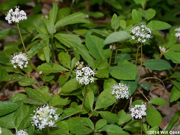 Dwarf Ginseng (Panax trifolius)