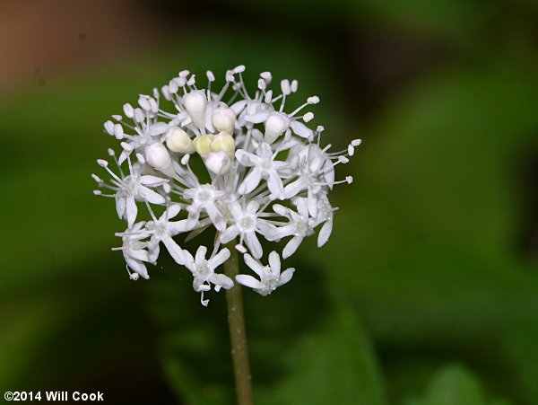 Dwarf Ginseng (Panax trifolius)