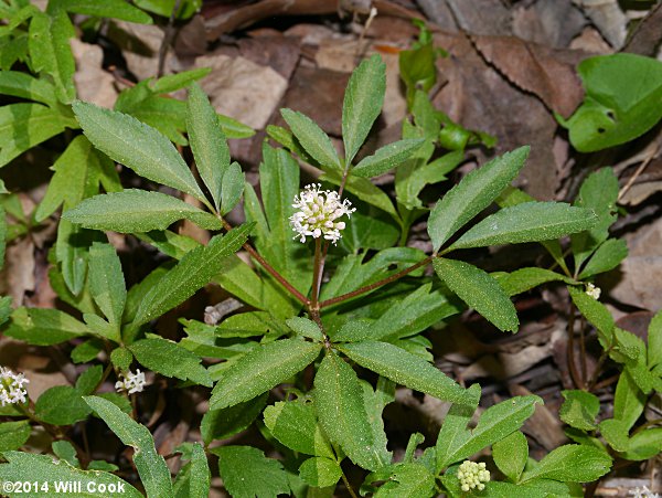 Dwarf Ginseng (Panax trifolius)